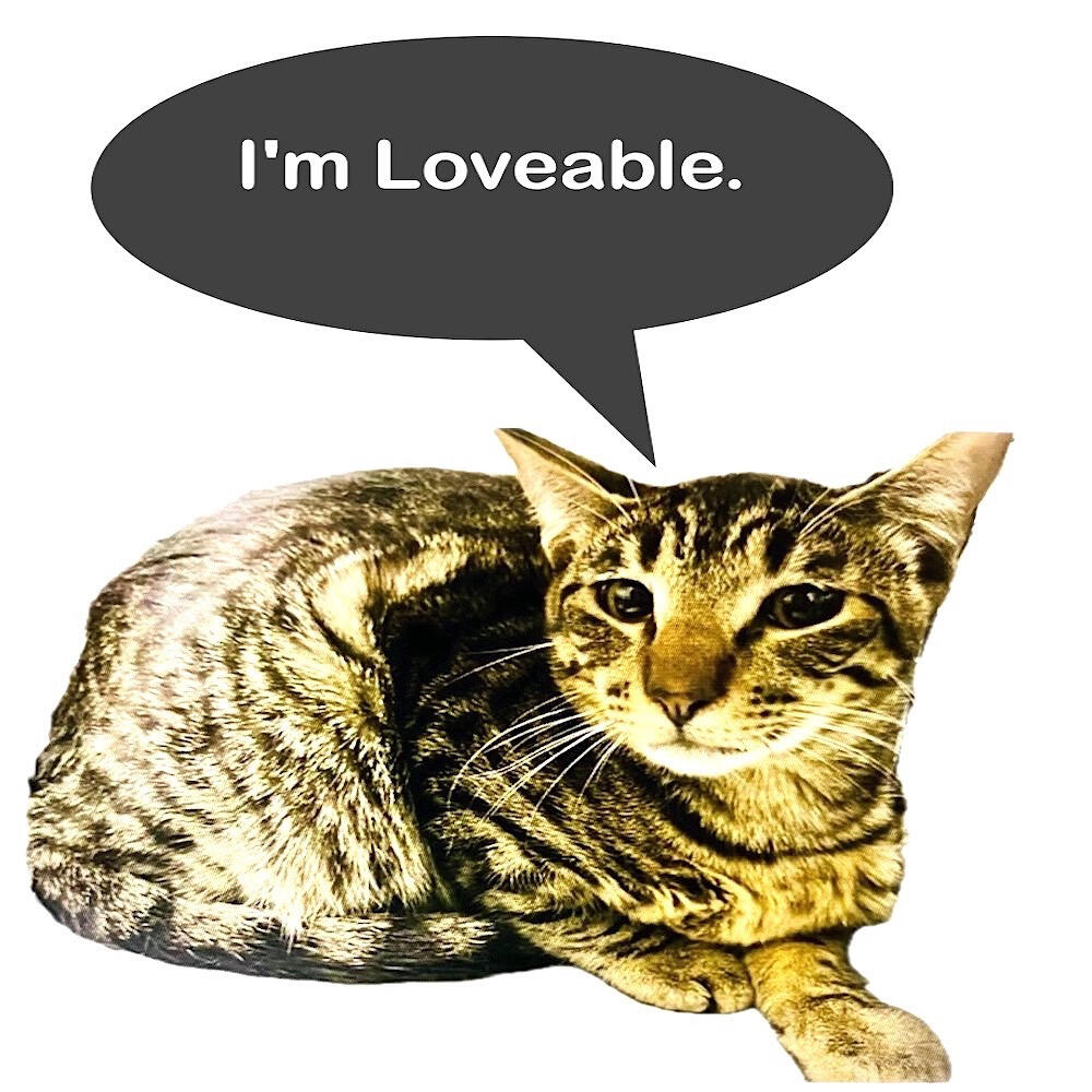 Shelter Cat with Confidence & Style!